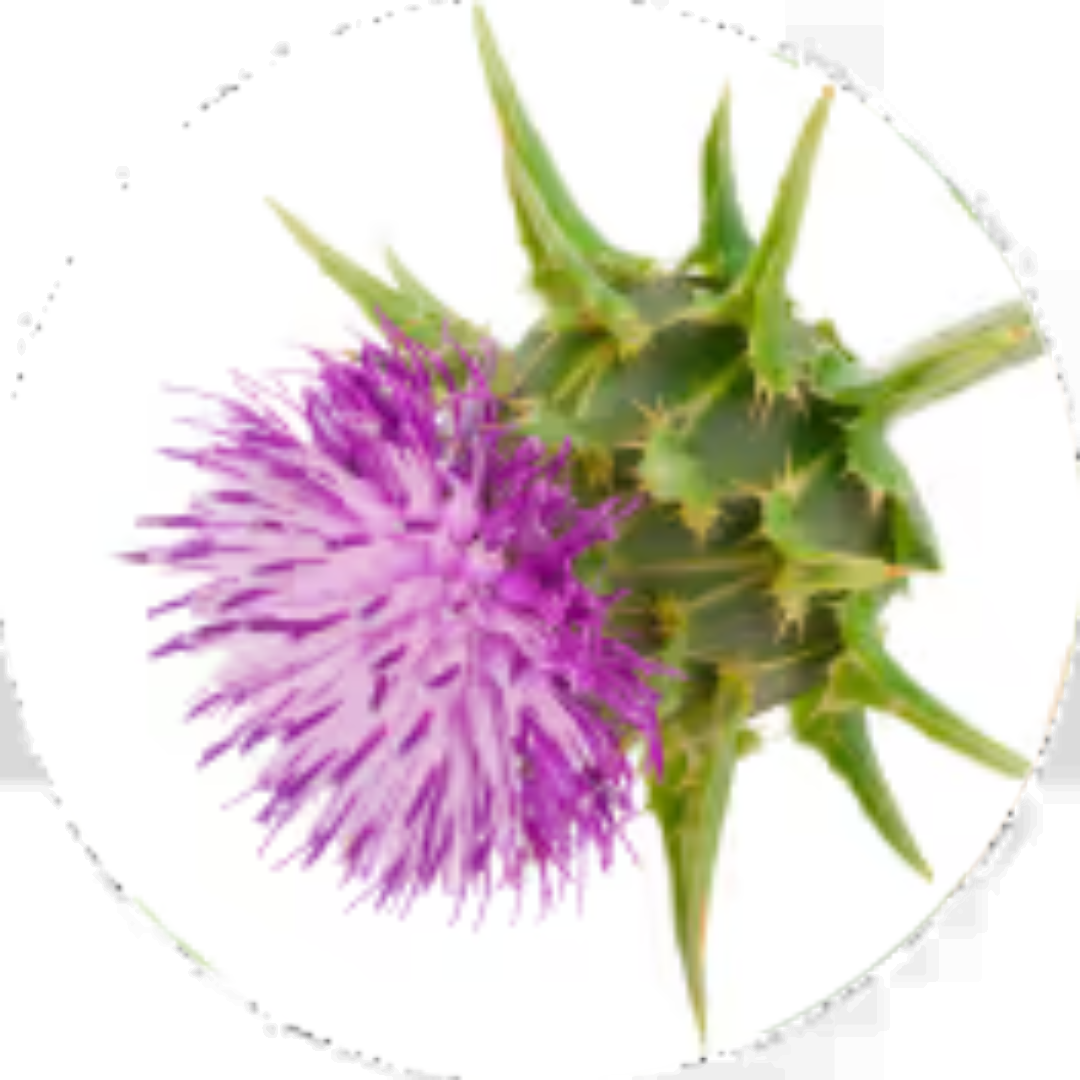 Official Bottle (12)