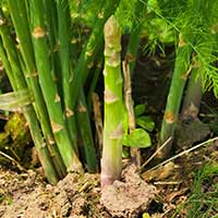 i-asparagus